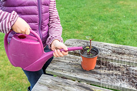 Little_girl_making_a_cutting_from_an_Abelia_watering_in