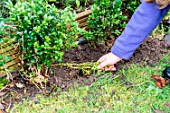 Little girl making a cutting from a Buxus