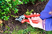 Little girl making a cutting from a Buxus, trimming