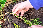 Little girl making a cutting from a Buxus, planting new cutting