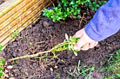 Little girl making a cutting from a Buxus, planting new cutting