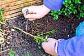 Little girl making a cutting from a Buxus, planting new cutting, staking