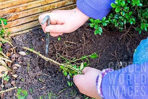 Little_girl_making_a_cutting_from_a_Buxus_planting_new_cutting_staking