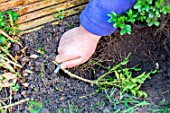 Little girl making a cutting from a Buxus, planting new cutting, staking