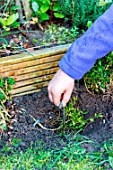 Little girl making a cutting from a Buxus, planting new cutting