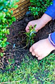 Little girl making a cutting from a Buxus, planting new cutting