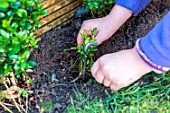 Little girl making a cutting from a Buxus, planting new cutting