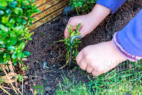 Little_girl_making_a_cutting_from_a_Buxus_planting_new_cutting