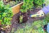 Little girl making a cutting from a Buxus, planting new cutting