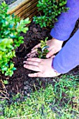 Little girl making a cutting from a Buxus, firming down