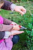 Little girl making a cutting from a Buxus, trimming