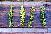 Little girl making a cutting from a Buxus, cuttings selection