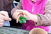 Little girl making a cutting from a Buxus