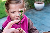 Little girl making a cutting from a Buxus, trimming cutting above node
