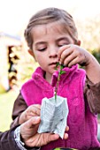 Little girl making a cutting from Buxus, rooting hormone powder