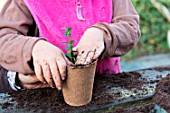 Little girl making a cutting from Buxus, firming down