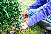 Little girl making a cutting from Buxus, trimming