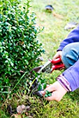 Little girl making a cutting from Buxus, trimming