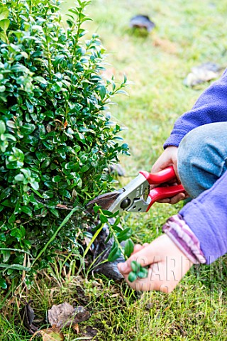 Little_girl_making_a_cutting_from_Buxus_trimming