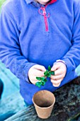 Little girl making a cutting from Buxus