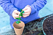 Little girl making a cutting from Buxus