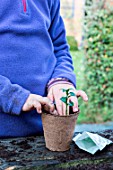 Little girl making a cutting from Buxus, firming down