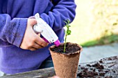 Little girl making a cutting from Buxus, watering in