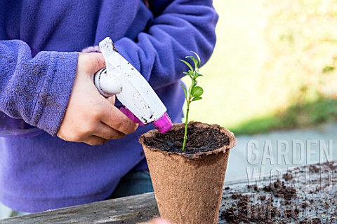 Little_girl_making_a_cutting_from_Buxus_watering_in