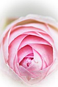 Close-up of pink rose