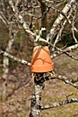 Inverted flowerpot on tree filled with straw to attract earwigs