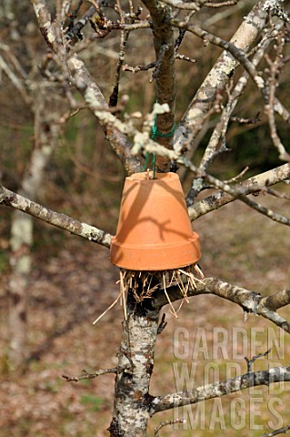 Inverted_flowerpot_on_tree_filled_with_straw_to_attract_earwigs