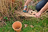 Filling a flowerpot with straw to attract earwigs