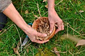 Filling a flowerpot with straw to attract earwigs