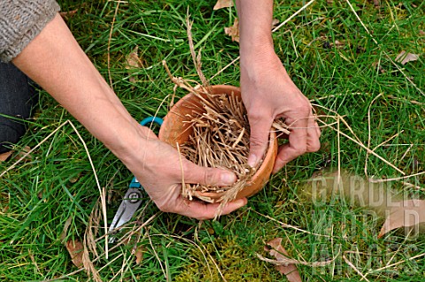 Filling_a_flowerpot_with_straw_to_attract_earwigs