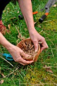 Filling a flowerpot with straw to attract earwigs