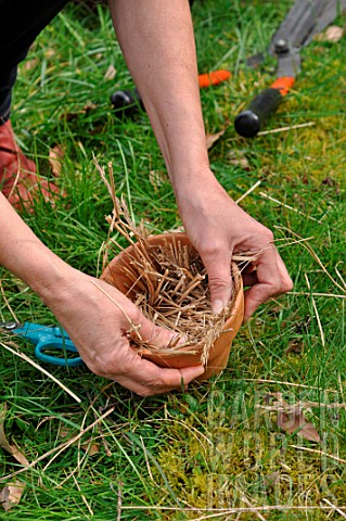 Filling_a_flowerpot_with_straw_to_attract_earwigs