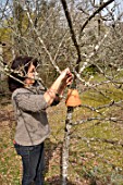 Woman putting inverted flowerpot on a tree filled with straw to attract earwigs