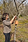 Woman putting inverted flowerpot on a tree filled with straw to attract earwigs