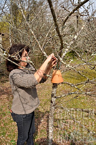 Woman_putting_inverted_flowerpot_on_a_tree_filled_with_straw_to_attract_earwigs