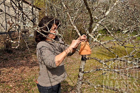 Woman_putting_inverted_flowerpot_on_a_tree_filled_with_straw_to_attract_earwigs