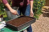 Sowing wild companion plants in a tray