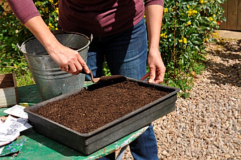 Sowing_wild_companion_plants_in_a_tray
