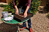 Sowing wild companion plants in a tray