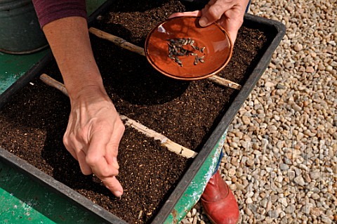 Sowing_wild_companion_plants_in_a_tray