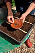 Sowing wild companion plants in a tray