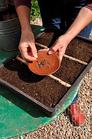 Sowing_wild_companion_plants_in_a_tray