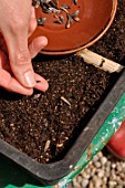 Sowing wild companion plants in a tray