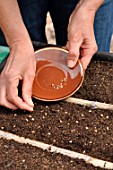 Sowing wild companion plants in a tray