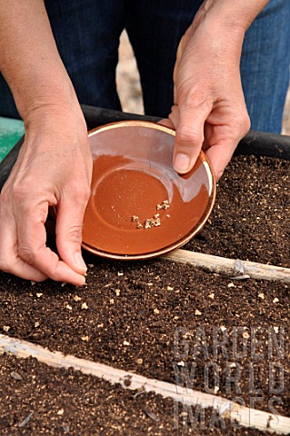 Sowing_wild_companion_plants_in_a_tray