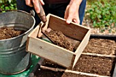 Sowing wild companion plants in a tray